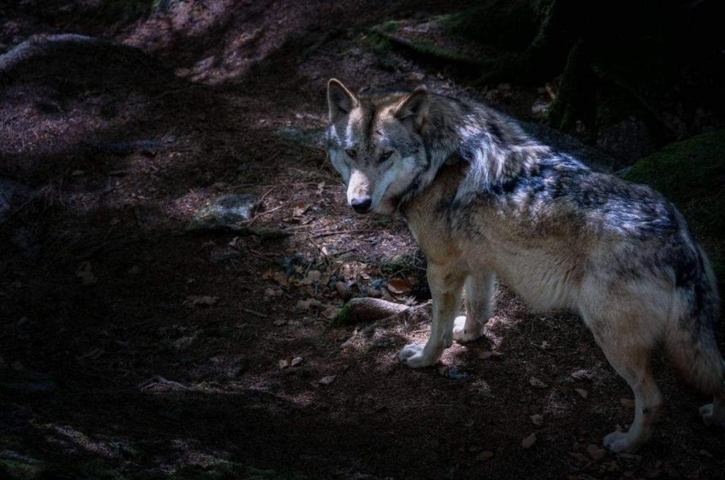 Horska Kvilda - Ubytovani U Chvalu Bagian luar foto