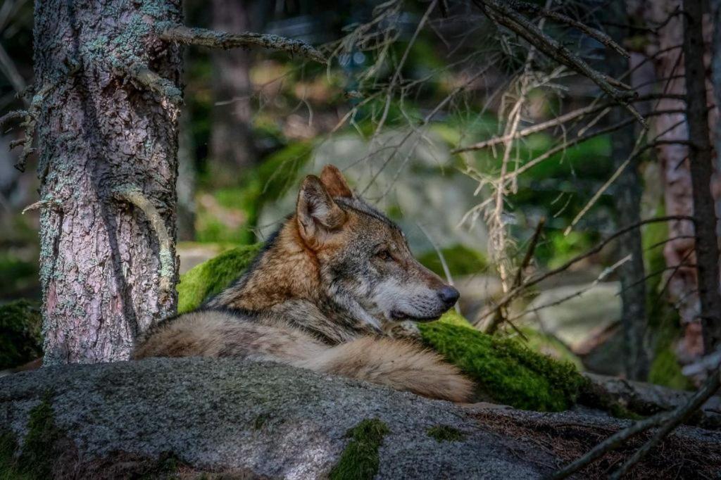 Horska Kvilda - Ubytovani U Chvalu Bagian luar foto