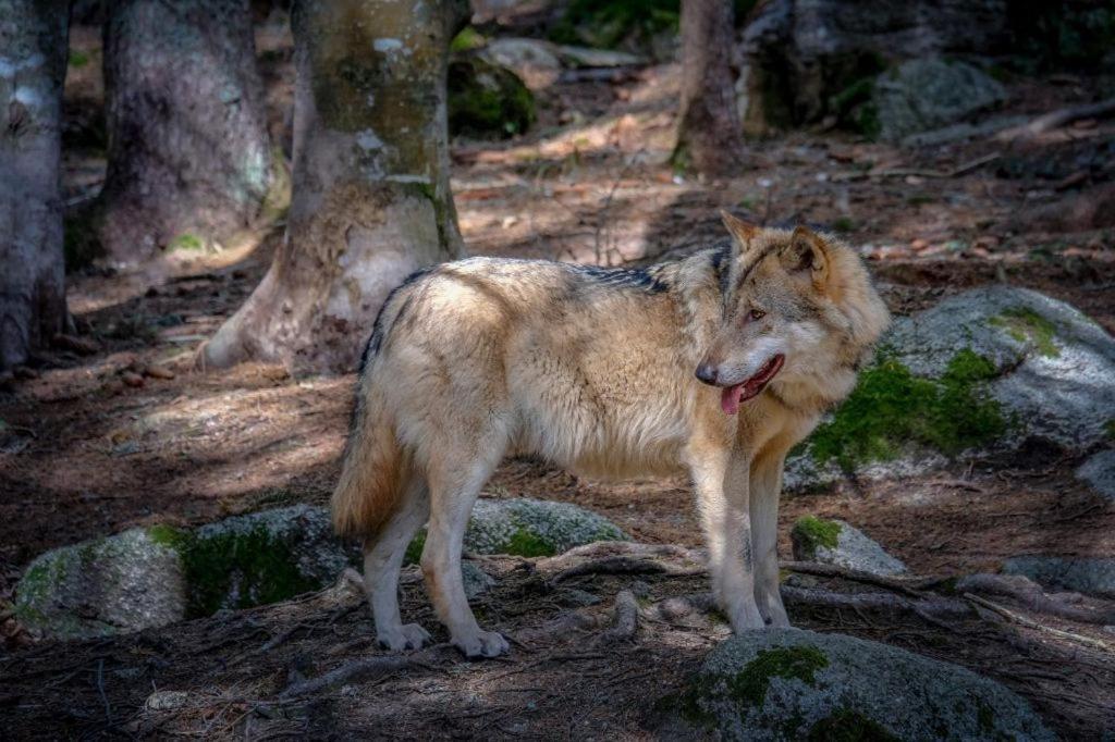 Horska Kvilda - Ubytovani U Chvalu Bagian luar foto